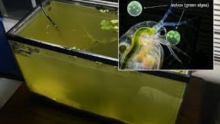 Raising Daphnia for the Freshwater Aquarium [upl. by Clarkson298]