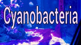 Cyanobacteria What is it How to solve it [upl. by Fleece]