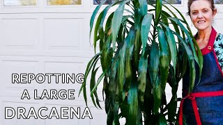 HOW TO REPOT A LARGE DRACAENA  JoyUsGarden [upl. by Einahc875]