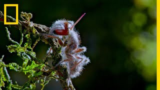 Zombie Parasite Cordyceps Fungus Takes Over Insects Through Mind Control  National Geographic [upl. by Narak]