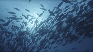 Ocean Surface 10 Hours of Relaxing Oceanscapes  BBC Earth [upl. by Tnerual872]