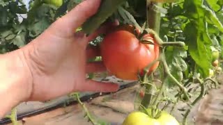 Taste Test HYDROPONIC VS SOIL GROWN BEEFSTEAK TOMATO [upl. by Luamaj]