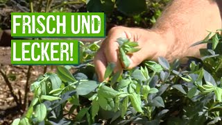 Heidelbeeren im eigenen Garten anbauen  Der Grüne Tipp kompakt [upl. by Sulokcin]