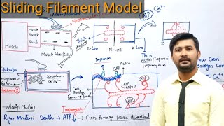 Sliding filament model  cross bridges control  controlling actin and myosin interaction by Ca [upl. by Seidule]