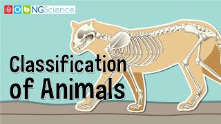 Classification of Animals [upl. by Alcock]