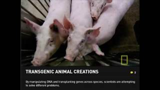 Transgenic Examples  National Geographic [upl. by Lubet]