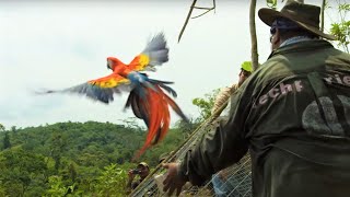 Macaws Released Into The Wild  Jungle Animal Hospital  BBC Earth [upl. by Eisenhart]