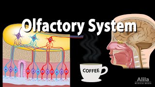 Olfactory System Anatomy and Physiology Pathways Animation [upl. by Sutsugua840]