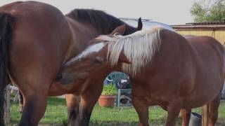 Kaltblüter Fellpflege  Draft horse grooming [upl. by Monty]