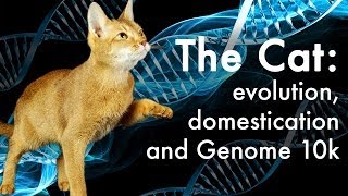 How did cats evolve [upl. by Helyn]