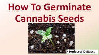 How To Germinate Cannabis Seeds [upl. by Cordelie]