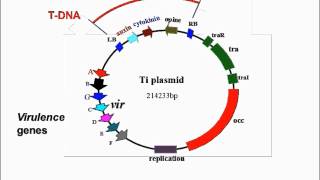 Agrobacterium Mediated Transformation [upl. by Byron812]