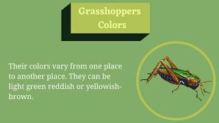 Grasshopper Facts for Kids [upl. by Haim]