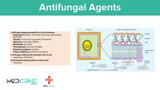 Antifungal Drugs pharmacology simplified [upl. by Llenrub909]