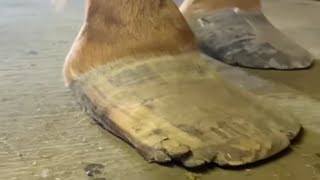 LONG HOOVES get treated by JOURNEYMAN FARRIER [upl. by Leveroni]