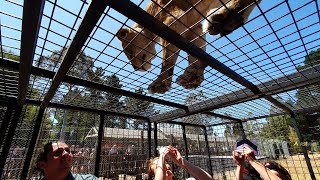 Lion Encounter Orana Wildlife Park Christchurch NZ Jan 2020 [upl. by Volotta103]