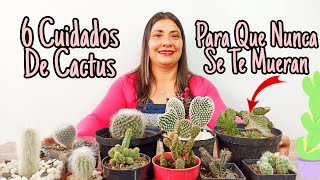 COMO CUIDAR CACTUS CORRECTAMENTE  JARDIN DE LA CHITA [upl. by Bakeman568]