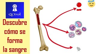 La HEMATOPOYESIS explicada en 5 minutos [upl. by Rhiamon679]