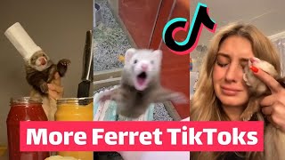 FERRETS Taking Over TikTok  FUNNIEST Trending [upl. by Kobi]