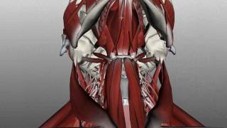 Neck Muscles Anatomy  Anterior Triangle  Part 1 [upl. by Baniez]