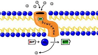 ATP Synthesis and Chemiosmosis in Photosynthesis [upl. by Aicital]