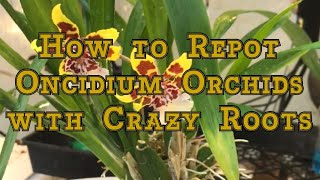 Oncidium Orchids Care How to Repot an Oncidium Orchid with Crazy Roots [upl. by Ynad]