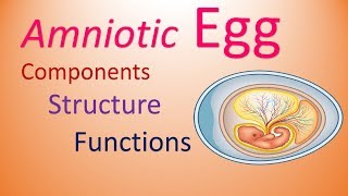 Egg  Amniotes  Structure amp Functions of Components [upl. by Byrne]