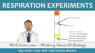 Respiration Experiments  GCSE Biology 91 [upl. by Demitria992]