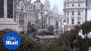 Massive Christmas tree from Norway is put up in Trafalgar Square in London [upl. by Kieffer]