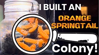 I Built An Orange Springtail Colony [upl. by Trista]