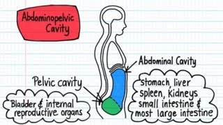 Body Cavities  Drawn amp Defined [upl. by Deborath186]