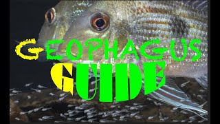 Geophagus  Guide to Amazonian Eartheaters  nearly all Geophagus species [upl. by Atinauq132]