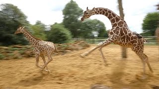 Giraffes walk gallop and play at ZSL Whipsnade Zoo [upl. by Magda]