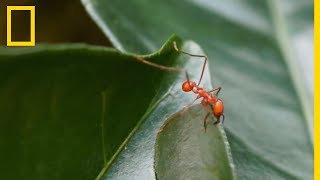 La puissance des fourmis coupefeuilles [upl. by Luaped544]