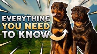 ROTTWEILER 101 Everything You Need To Know About Owning a Rottie Puppy [upl. by Armond]