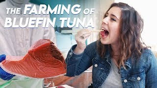 The Farming of Bluefin Tuna  Foodbeast Doc [upl. by Lenard]