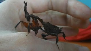 Handling Ghost Mantis  hunting and eating cockroach Phyllocrania paradoxa Inferion7 [upl. by Honebein213]