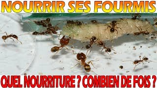 Comment nourrir ses fourmis  Quelle nourriture donner  Combien de fois [upl. by Weissmann993]