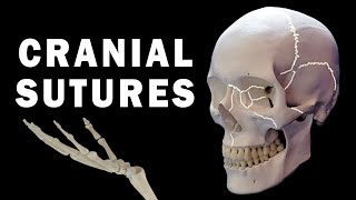 CRANIAL SUTURES ANATOMY [upl. by Mosnar184]