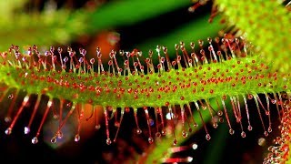 SUNDEW DROSERA CARE CONDITIONS  Carnivorous plants [upl. by Barnet]