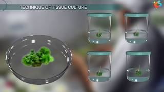 Tissue Culture [upl. by Nessim]