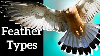 Types of Bird Feathers  Use Shape to Identify Feathers [upl. by Ahsemad]