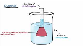 Diffusion amp Osmosis [upl. by Enilkcaj]