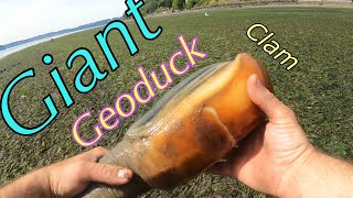 Giant Clam Geoduck Digging [upl. by Sophronia]