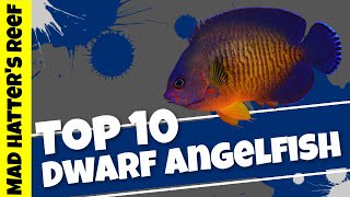 Top 10 Dwarf Angelfish [upl. by Anikat]