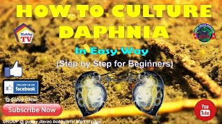 HOW TO CULTURE DAPHNIA In Easy Way [upl. by Arden]