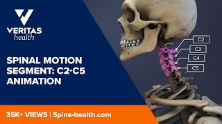 Spinal Motion Segment C2C5 Animation [upl. by Wobniar]