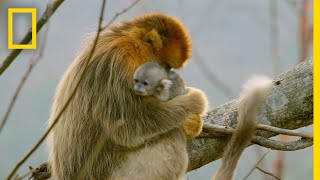 A Baby Golden SnubNosed Monkey  Hidden Kingdoms of China [upl. by Inanuah549]