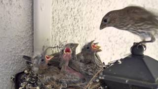 Backyard Bird Watching House Finch Nest 5 Weeks Complete Documentary [upl. by Alistair]