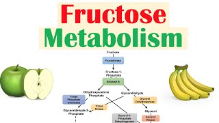 Fructose Metabolism Absorption Fructolysis Regulation and Role in Obesity [upl. by Ashley741]